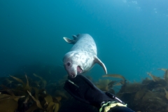 Farne Islands: Playful Seal